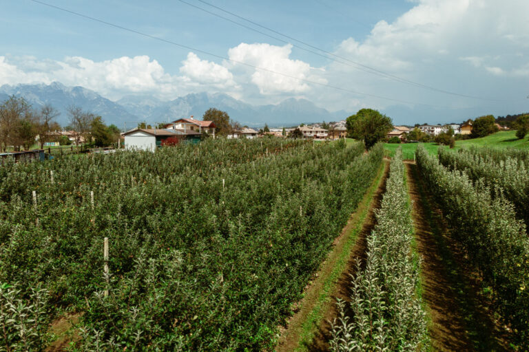 RobertoDePellegrin_040924-5